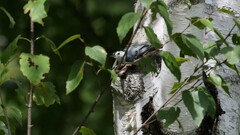 Sitta carolinensis