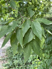 Celtis occidentalis