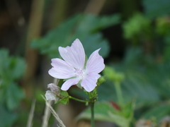 Malva moschata