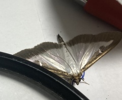 Cydalima