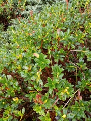 Rhododendron hirsutum