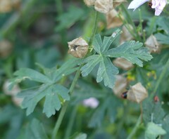 Malva moschata