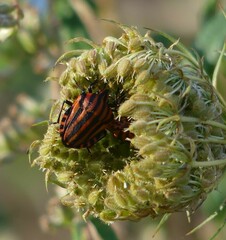 Graphosoma italicum italicum