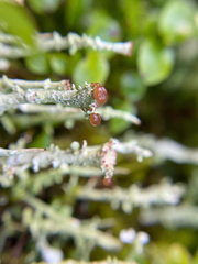 Cladonia chlorophaea