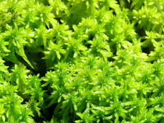 Sphagnum cuspidatum