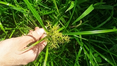 Cyperus