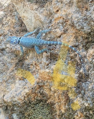 Sceloporus minor cyaneus