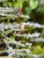 Cladonia chlorophaea