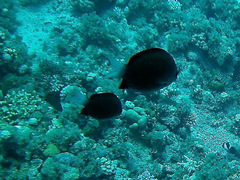 Chromis pembae