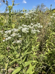 Eupatorium altissimum