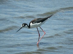Himantopus mexicanus