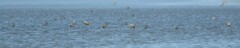 Calidris canutus