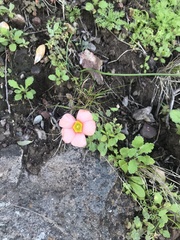 Oxalis obtusa