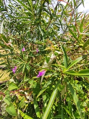 Maurandya scandens