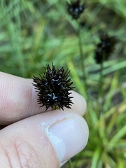 Juncus mertensianus