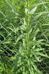 Solidago altissima