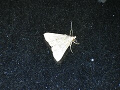 Hypena