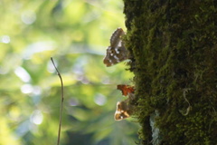 Apatura ilia