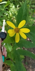 Helianthus divaricatus