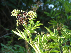 Sambucus ebulus