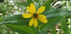 Helianthus divaricatus