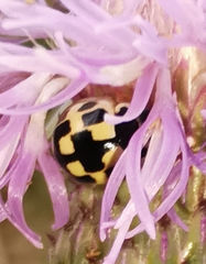 Propylea quatuordecimpunctata