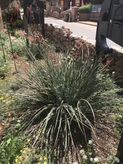 Hesperaloe