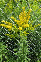 Solidago altissima