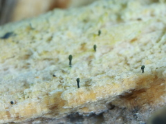 Microcalicium ahlneri