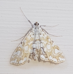 Elophila nymphaeata