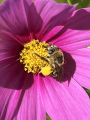 Apinae