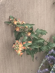 Sphaeralcea angustifolia