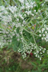 Eupatorium altissimum