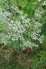 Eupatorium altissimum