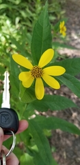 Helianthus divaricatus