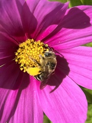 Apinae