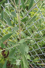 Eupatorium altissimum