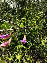 Maurandya scandens