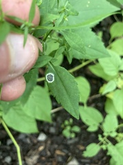 Botryosphaeria dothidea