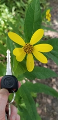 Helianthus divaricatus
