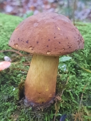 Neoboletus luridiformis