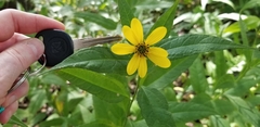 Helianthus divaricatus