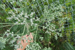 Eupatorium altissimum