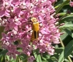 Chauliognathus pensylvanicus