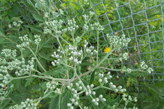Eupatorium altissimum