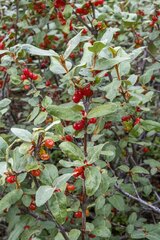 Shepherdia canadensis