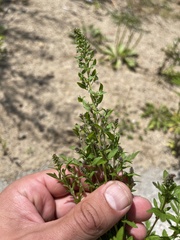 Ambrosia artemisiifolia