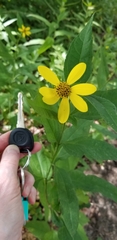 Helianthus divaricatus