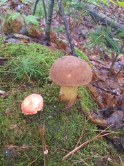Neoboletus luridiformis