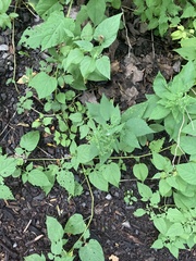 Botryosphaeria dothidea